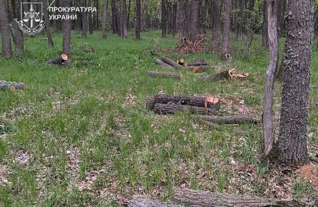 На Полтавщині судитимуть «чорних лісорубів», які завдали збитків довкіллю на понад 12 мільйонів гривень